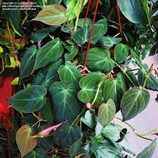Plantfiles Pictures Philodendron Species Velvet Leaf Philodendron Heartleaf Philodendron Philodendron Hederaceum B Philodendron Plant Plants Pretty Plants