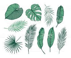 Hand Drawn Vector Illustration Palm Leaves Monstera Areca Palm Fan Palm Banana Leaves T Leaves Sketch Leaf Illustration Hand Drawn Vector Illustrations