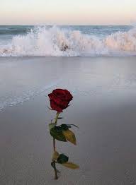 Check spelling or type a new query. E X C T A S I A Rose Wallpaper Red Roses Wallpaper Nature Photography