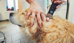 The treatment and prognosis depends upon the location of the tumor. Hemangiosarcoma In Dogs Everything Dog Owners Should Know