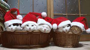 15 Christmas Critters To Warm Your Winter Heart Christmas Cats Christmas Animals Cats Christmas