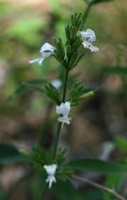 Image result for Hypoestes forskaolii