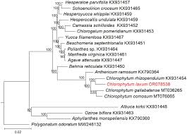 Image result for Chlorophytum gallabatense