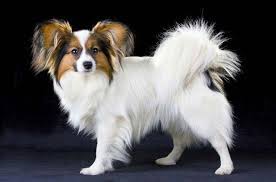 Papillon Dog Breed Information And Pictures Petguide