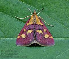 Image result for Pyrausta ostrinalis
