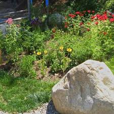 Roses, tulips, lilies, daisies, irises, orchids, poms Southeastern Ma Cape Islands Grow Native Massachusetts