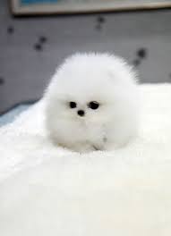 5 Dog Breeds That Are Easy To Train The Planet Of Pets Cute Baby Animals Cute Animals Cute Dogs