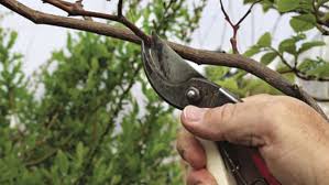 It is never easy to let go of a tree that's been with you since day one. To Stake Or Not To Stake Finegardening