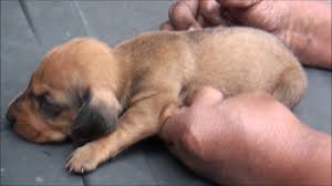 Six Dachshund Puppies For Sale At Thrissur In Kerala Youtube