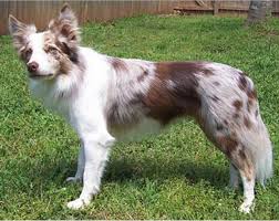 Border Collie Black And Brown Dogs Varios Padroes Red Merle Border Collie Red Border Collie Border Collie Dog