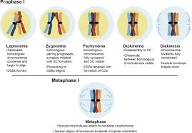 Image result for Meiosperma