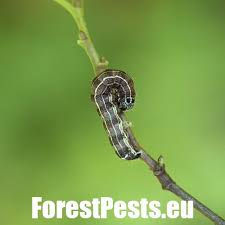 Image result for Pycnostachys orthodonta