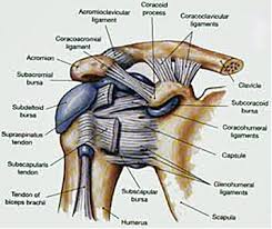 Anterior graphic of the shoulder. Ligament Physiopedia