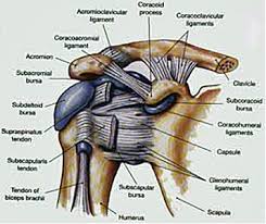 In anatomy, a ligament is a band or sheet of strong fibrous connective tissue that connects bones to other bones, or to cartilage, or supports an organ, such as the spleen, uterus, or eyeball. Ligament Physiopedia