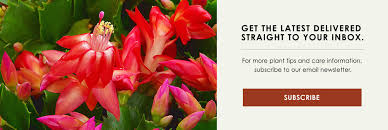 How to grow a christmas cactus. Dammann S Garden Company How To Take Care Of Your Christmas Cactus