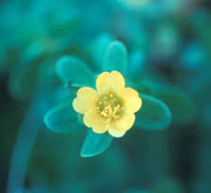 Image result for Portulaca centrali-africana