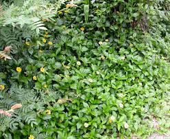 Image result for Sphagneticola trilobata