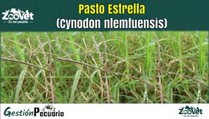 Image result for Cynodon nlemfuensis