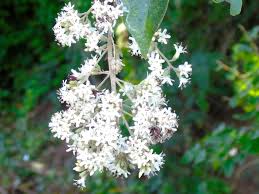 Image result for Cordia alliodora