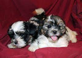 Teddy bear puppy breeders in minnesota: Breeds
