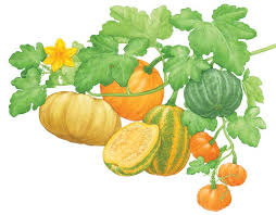 All About Growing Pumpkins Mother Earth News