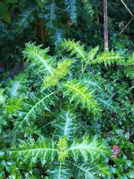 Image result for Acanthus polystachyus