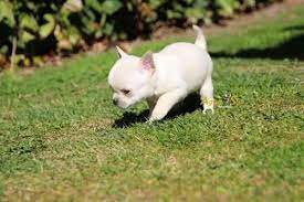 Venta Chihuahuas Minis 1 Chihuahua Chihuahua Puppies Chihuahua Dogs