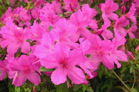 Azalea Care Home Garden Information Center