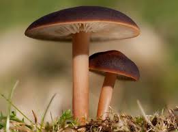 Image result for Gymnosporia pubescens