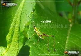 Females deposit eggs in soil, plant stems or tree bark in late summer or fall. Fork Tailed Bush Katydid Scudderia Furcata