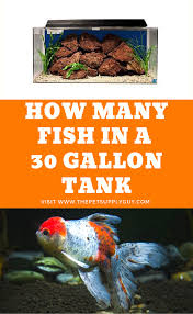 Pin By Cat Supplies Products On Aquarium Fish Care Fish Tank Fish