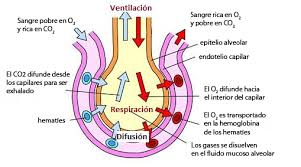 Sistemas Respiratorios Los Limites A La Difusion De Los Gases Cuaderno De Cultur Sistema Respiratorio Fundamentos De Enfermeria Anatomia Y Fisiologia Humana