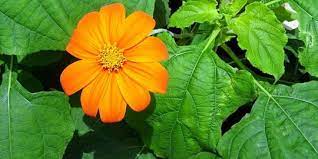 Lalu air seduhan tersebut diminum selagi hangat. 5 Manfaat Daun Insulin Untuk Kesehatan Kenali Efek Sampingnya Merdeka Com