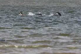 Along the way, there have been plenty of highlights for steve. Does This Photo Prove The Loch Ness Monster Is Real