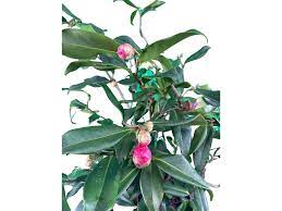 Camellia × Egao 'Corkscrew' - Garden Supply Company