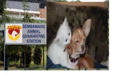 Dogs entering singapore it is important that they are going to be treated in the same way. Animal Quarantine Singapore