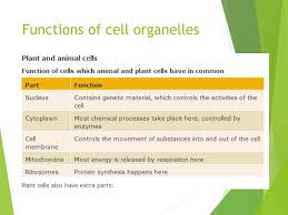 Lysosome digestive 'plant' for proteins, fats, and carbohydrates transports undigested material to cell membrane for removal cell breaks down if lysosome explodes ph 5.0. Cell Organelles And Their Functions Ppt Cell Organelles Ppt For Class 9