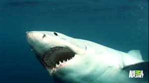 Bull sharks are among the most common animals in the world. This Diver Came Eye To Eye With The Bull Shark That Was Chewing His Leg Off Youtube