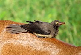 Resoomer fasst ihre artikel in 500 wörtern zusammen, um zu. Auf Pirschfahrt Kleine Afrikanische Vogelarten Outback Africa Erlebnisreisen