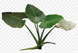 This plant belonging to the family cannaceae. Colocasia Gigantea Rain Forest Plant Png By Tropical Rainforest Plants Png Transparent Png 1014x788 185984 Pngfind