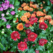 Mums are medium blossoms with thin petals and prominent centers that can be colored differently (typically yellow) from the rest of the blossom. Hardy Mum Plant Care Growing Guide