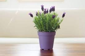 House plant with tiny purple flowers. Can You Grow Lavender Indoors Learn About Growing Lavender Plants Inside