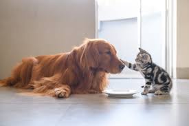 Image result for cat and dog at home image