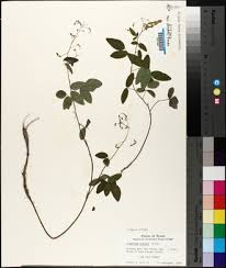 Image result for Desmodium subsecundum