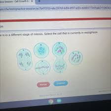 Animal cell have different brainly. Is There Any Difference Between Mitosis Between Plant And Animal Cell What Is That Brainly
