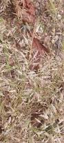 Image result for Eragrostis minor