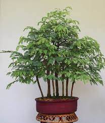 See more ideas about tamarind plant, bonsai tree, bonsai. Learn Growing Tamarind Bonsai From Seeds Lifezshining