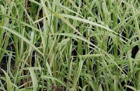 Image result for Phragmites karka