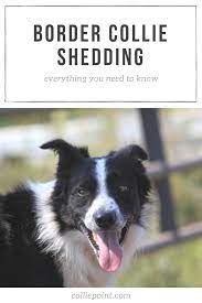 Pin On Learn About Border Collies