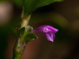 Image result for Coleotrype natalensis